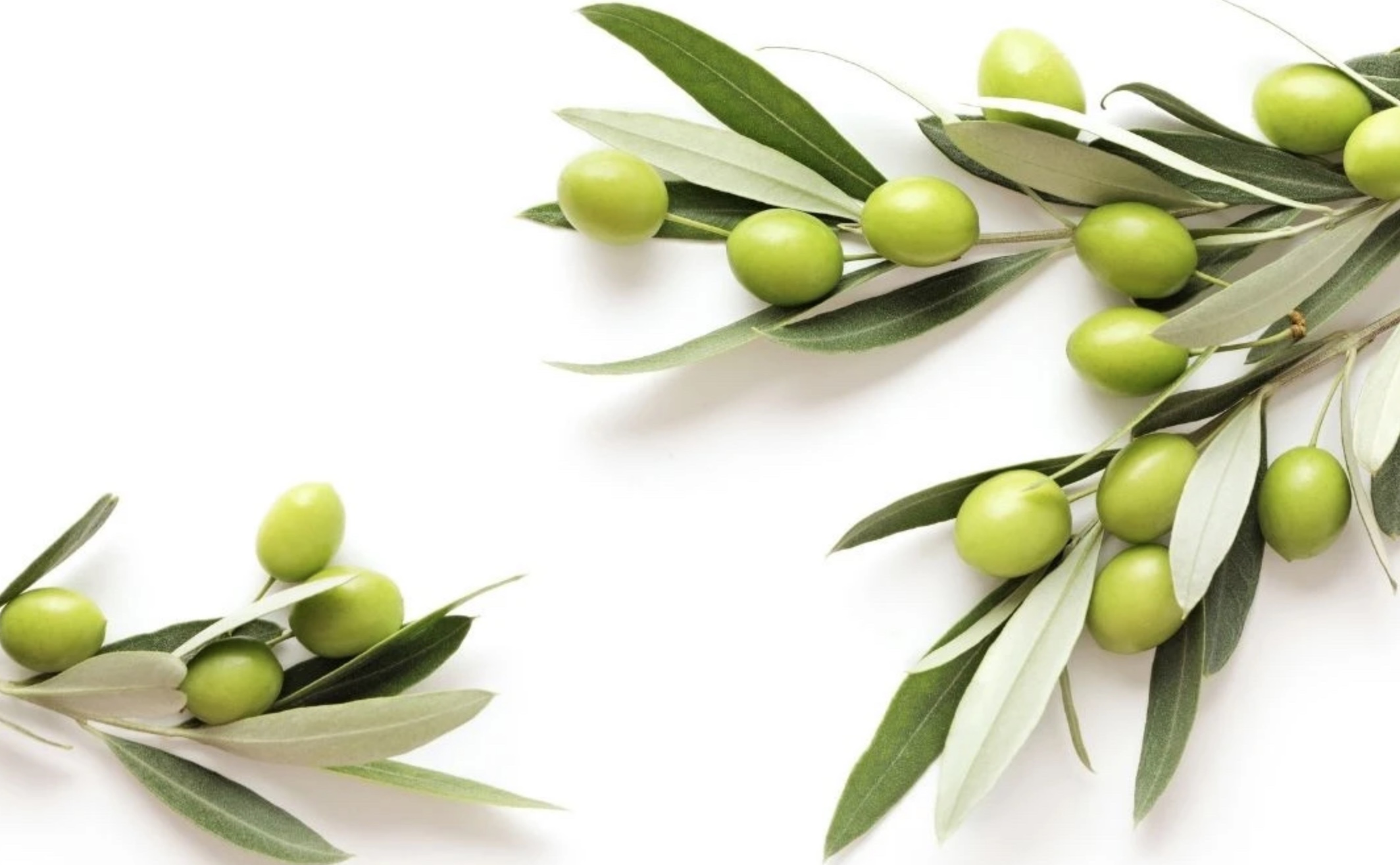olife - Lo straordinario infuso di foglie di olivo